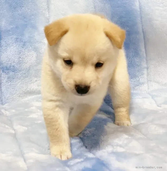 ID:2108-00806の子犬