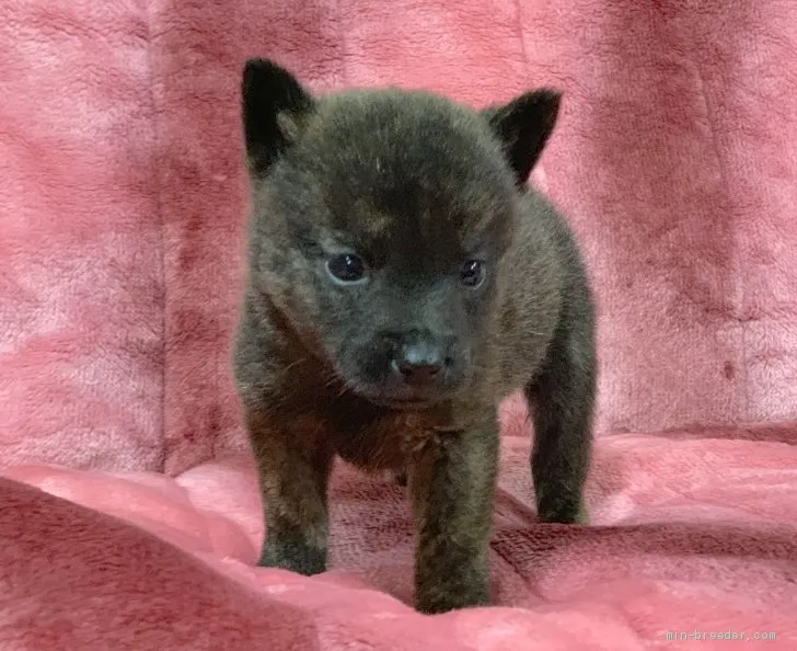 ID:2103-02855の子犬