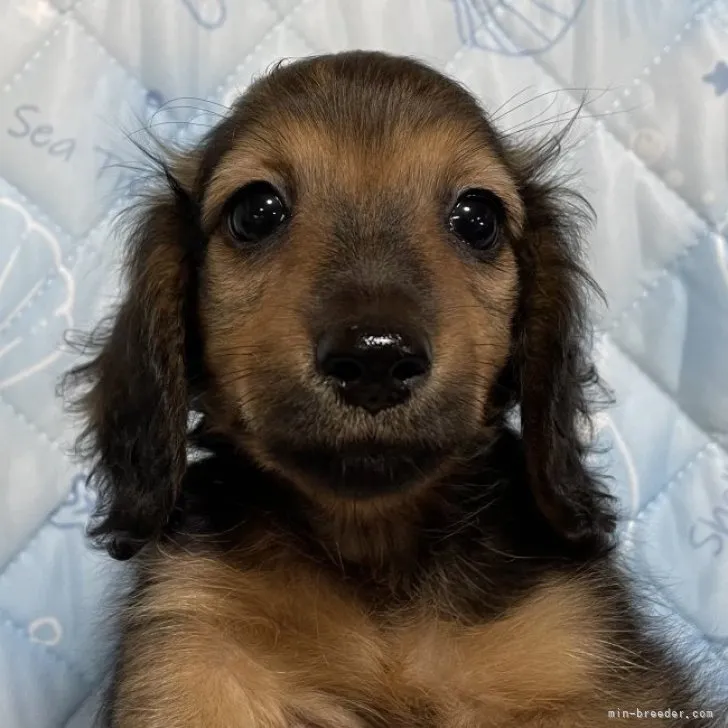 ID：2306-01391の子犬