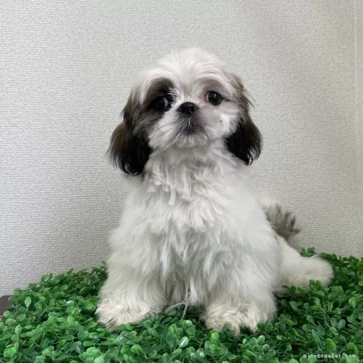 ID：2404-05459の子犬