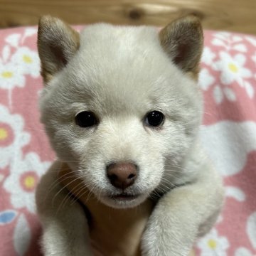 柴犬(豆柴)【広島県・女の子・2024年1月19日・白】の写真「元気な女の子😊」