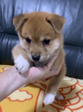 柴犬(豆柴)【広島県・男の子・2020年7月21日・赤】の写真「💕可愛い男の子☘️ソックスくん💕」