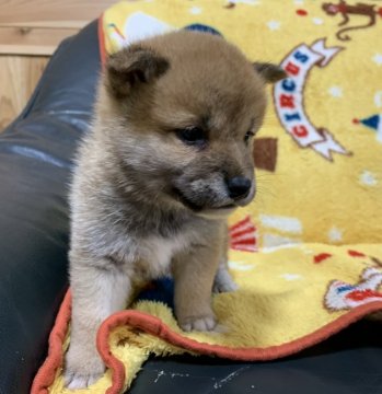 柴犬(豆柴)【広島県・男の子・2020年8月29日・赤】の写真「💕🍀とても可愛い男の子です🍀💕」