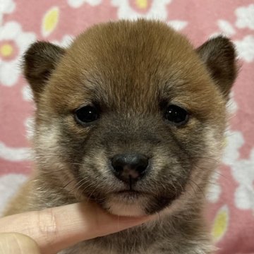 柴犬(豆柴)【広島県・女の子・2023年10月29日・赤】の写真「可愛い女の子😍」