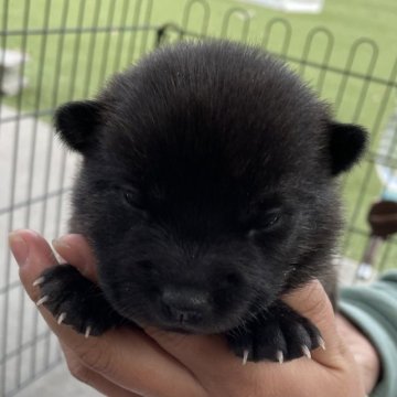 甲斐犬【広島県・女の子・2023年11月16日・中虎毛】の写真「もこもこ女の子」