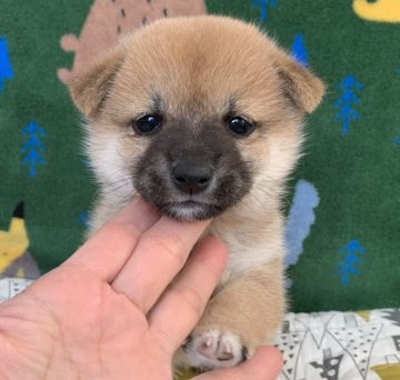 柴犬(豆柴)【広島県・女の子・2020年3月6日・赤】の写真「🌸✨とてもきれいなお顔の女の子✨🌸」