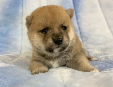 柴犬(豆柴)【広島県・男の子・2021年4月10日・赤   ②】の写真「❤️✨とても可愛い男の子です✨❤️」