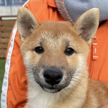 柴犬(豆柴)【広島県・男の子・2023年7月22日・赤】の写真「😊可愛い男の子😊」