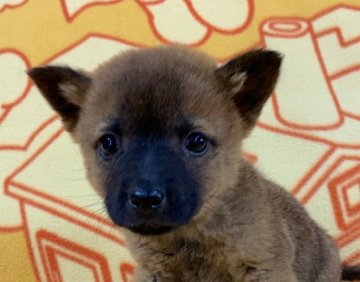 甲斐犬【広島県・女の子・2021年2月7日・赤毛】の写真「🍀小ぶりな仔犬❤️骨格しっかり🍀」