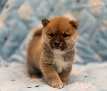 柴犬(豆柴)【広島県・男の子・2020年12月30日・赤】の写真「🍀❤️✨可愛いお顔の男の子です✨❤️🍀」