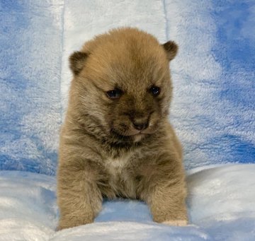 柴犬(豆柴)【広島県・男の子・2021年1月24日・赤】の写真「❤️✨極小🍀可愛い男の子です✨❤️」