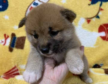 柴犬(豆柴)【広島県・女の子・2020年8月29日・赤】の写真「💕🍀とても可愛い女の子です🍀💕」