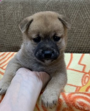 柴犬(豆柴)【広島県・女の子・2020年6月20日・赤】の写真「💕可愛い女の子☘️生まれました💕」