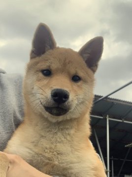 柴犬(豆柴)【広島県・男の子・2021年8月16日・赤】の写真「❤️✨可愛い男の子です✨❤️」