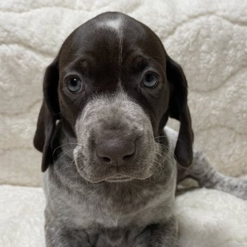 ジャーマン・ポインター【広島県・女の子・2024年1月18日・霜降りリバー斑】の写真「✨元気な女の子✨」