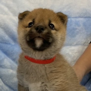 柴犬(豆柴)【広島県・男の子・2022年11月10日・赤】の写真「❤️✨すごーく可愛い😍GM1発症無し✨❤️」