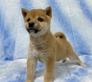 柴犬(豆柴)【広島県・男の子・2021年7月26日・赤】の写真「❤️✨ちっちゃくて可愛い男の子です✨❤️」