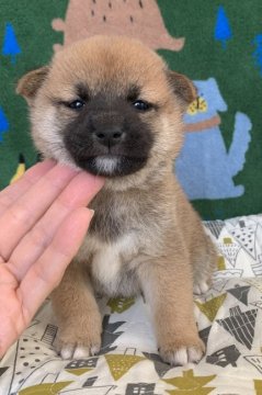 柴犬(豆柴)【広島県・女の子・2020年3月6日・赤】の写真「🌸✨とてもきれいなお顔の女の子✨🌸」