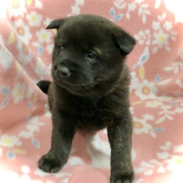 甲斐犬【広島県・男の子・2022年11月28日・黒虎毛】の写真「🍀人気の黒虎❤️骨格しっかり🍀」