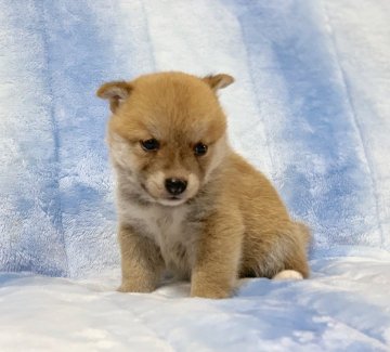 柴犬(豆柴)【広島県・女の子・2021年6月30日・赤】の写真「💕✨ちっちゃくてとても可愛い女の子です✨🍀」