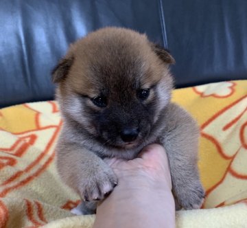 柴犬(豆柴)【広島県・男の子・2020年7月8日・赤  ①】の写真「💕可愛い男の子☘️生まれています💕」