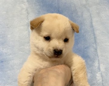 柴犬(豆柴)【広島県・男の子・2021年7月1日・白】の写真「❤️✨白柴🍀ちっちゃくて可愛い男の子です✨❤️」