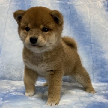 柴犬(豆柴)【広島県・男の子・2023年3月11日・赤】の写真「❤️✨小ぶりで可愛い😍GM1発症無し✨❤️」