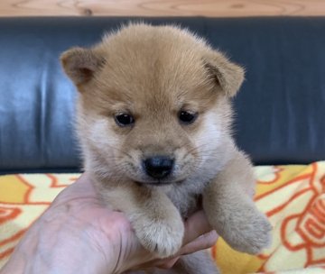 柴犬(豆柴)【広島県・男の子・2020年7月2日・赤】の写真「💕可愛い男の子☘️生まれています💕」