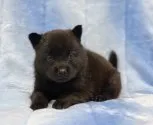 甲斐犬【広島県・女の子・2020年11月7日・黒虎毛】の写真1「12月8日 撮影💕」