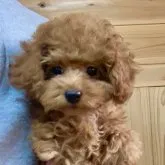 タイニープードル【広島県・女の子・2022年11月18日・レッド】の写真1「2月21日撮影💕✨更新しました❣️」