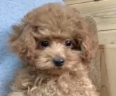 タイニープードル【広島県・女の子・2022年11月18日・レッド】の写真2