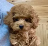 タイニープードル【広島県・女の子・2022年11月18日・レッド】の写真3