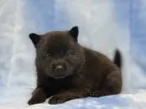 甲斐犬【広島県・女の子・2020年11月7日・黒虎毛】の写真4
