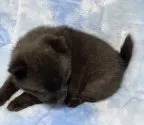 甲斐犬【広島県・女の子・2020年11月7日・黒虎毛】の写真5