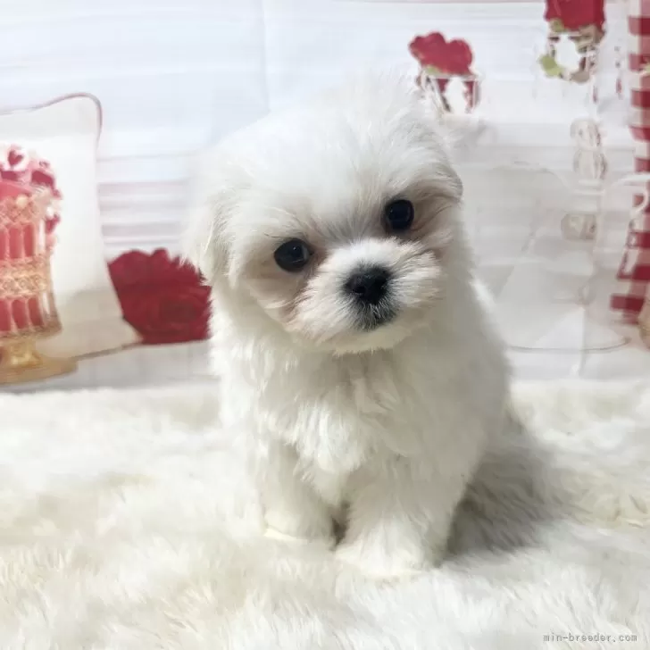 ID：2501-08341の子犬
