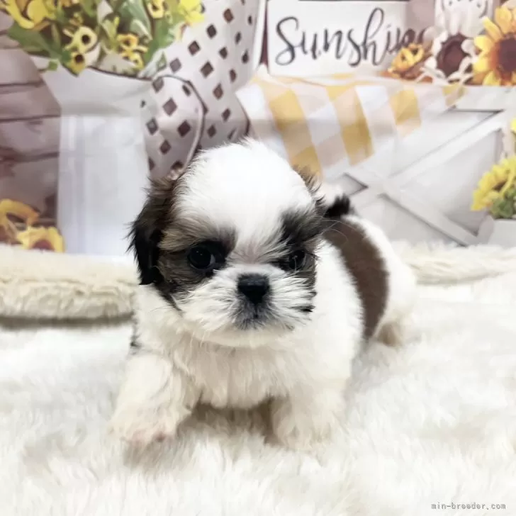 シーズー【大阪府・男の子・2025年10月1日・ホワイト&amp;ゴールド】の写真1