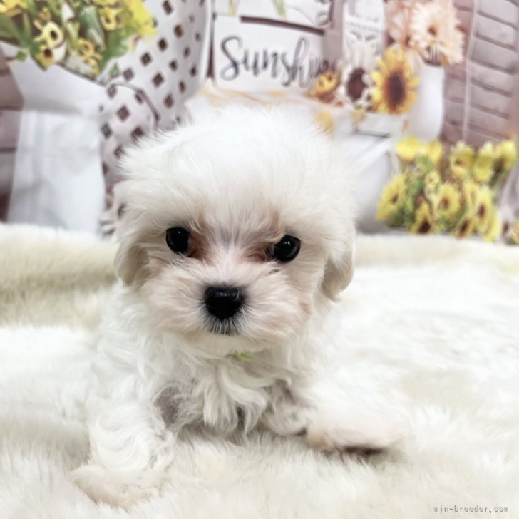 ブリーダー画像