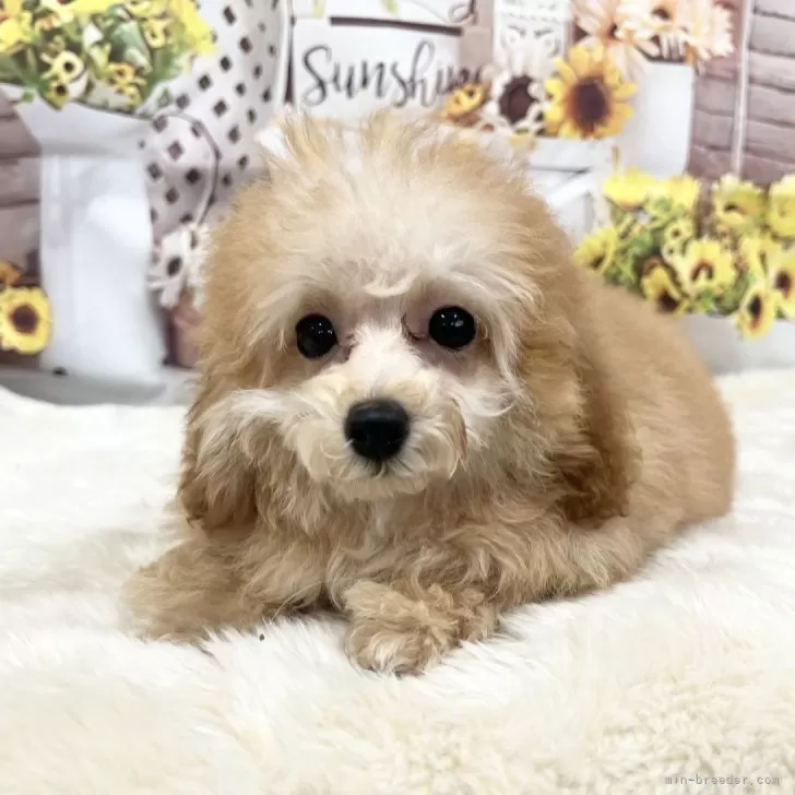 ID：2507-03579の子犬