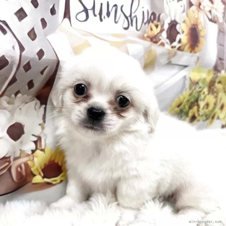 チベタンスパニエル【大阪府・男の子・2025年10月2日・クリーム】の写真1