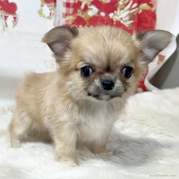 ID：2502-07359の子犬