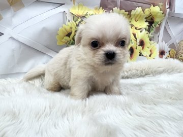 チベタンスパニエル【大阪府・男の子・2025年8月25日・クリーム】の写真「久々のチベタンスパニエルBaby」