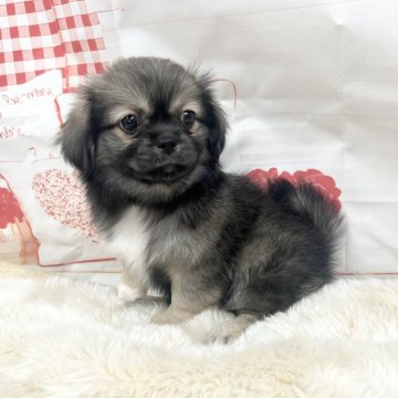 チベタンスパニエル【大阪府・女の子・2025年10月2日・フォーン】の写真「しっかりボディの女の子」