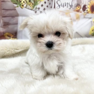 マルチーズ【大阪府・女の子・2025年10月1日・ホワイト】の写真「可愛いお顔の姫様」