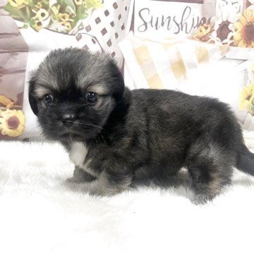 チベタンスパニエル【大阪府・女の子・2025年10月2日・フォーン】の写真「しっかりボディの女の子」