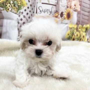 マルチーズ【大阪府・男の子・2025年10月1日・ホワイト】の写真「可愛いお顔のぼくちゃん」