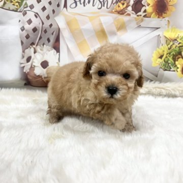 ティーカッププードル【大阪府・女の子・2025年9月24日・オレンジフォーン】の写真「モコモコお姫様」