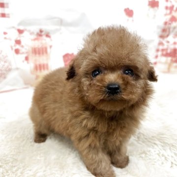 トイプードル(ティーカップ)【大阪府・女の子・2025年10月14日・レッドフォーン】の写真「ちっちゃめなお姫様」