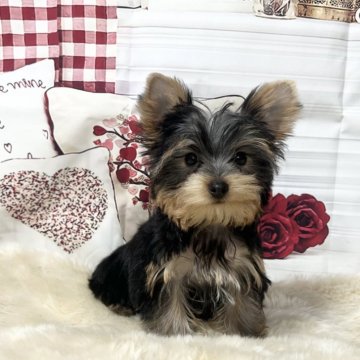 ヨークシャーテリア【大阪府・男の子・2024年8月19日・スチールブルー&タン】の写真「可愛いお顔のイケメンくん」