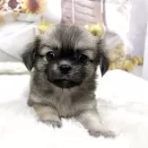 チベタンスパニエル