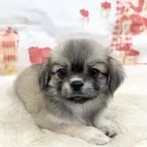 チベタンスパニエル